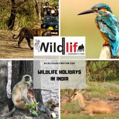 Wildlife Tours India | Wildlife Holidays In India

India is honored with various national parks and wildlife parks where one can watch the various species of animals and birds, along with flora and fauna to your Wildlife Tours India. Besides, riding an elephant to get an enjoyable and comfortable view of wildlife within the sanctuaries will make you experience the best Wildlife Safari in India.
From national parks to tiger reserves and from safari tours to jungle resorts; India is blessed with plenty when it comes to organizing wildlife tours in the country. The most famous wildlife destinations in India are Ranthambore, Kanha, Bandhavgarh, and Dudhwa; The majestic and endless list of species in this class will attract your senses.
For more: http://www.wildlifedestination.com/
For Booking call us on + (91)-9810226091, 9999776081/ limrahospitality@gmail.com.
