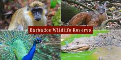 If you have children and are looking for an excursion to go on with them while on the island, going to the Barbados Wildlife Reserve is a must do. It isn’t in the area of Oistins Barbados but because of how (relatively) small the island is, getting to any attraction is not a far car ride away. If you have children who are interested in animals or if you yourself have an interest in animals this is a great opportunity for you to go and experience some of the animals that are native to the island.