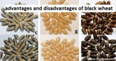 Check out these facts along with Advantages and Disadvantages of Black Wheat production. The hybrid type of wheat is famous due to has higher nutritional value.