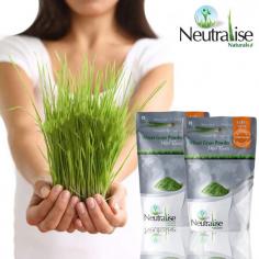 Making India healthy all over again, Neutralise is bringing the essence of Wheatgrass for every consumer. 
We are India’s very first company to give wheatgrass powder with roots. For growing that Wheatgrass, 
we grow it in an Indoor Hydroponic soil-free process. 
We are a wheatgrass production company based in the suburbs of Hyderabad, Telangana, India, who serves all over India.