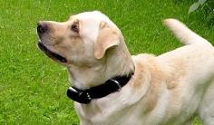 Dog Training Collar;Shock Collar For Dogs.For details go to: https://www.pussandpoochinc.com
