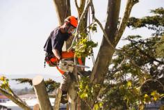 Tree Removal Services In Brisbane