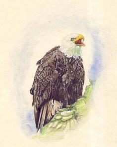Get Bald Eagle - WaterColor on Old Urdu Paper

The Ancient, Colorful World of Indian Paintings, India had a fine tradition in the art of painting, and most of the paintings of the early medieval period were based on religious themes and showed episodes from the Hindu epics or Jain and Buddhist literature.

Visit for product: https://www.exoticindiaart.com/product/paintings/bald-eagle-FP23/

Birds: https://www.exoticindiaart.com/paintings/WildLife/birds/

Wild Life: https://www.exoticindiaart.com/paintings/WildLife/

Paintings: https://www.exoticindiaart.com/paintings/

#paintings #art #watercolorpaintings #eaglepaintings #urdupaperpaintings #wildlifepaintings