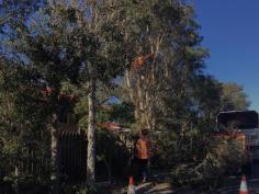 Cranbourne Tree Removal- Treeman offer a full suite of tree lopping, tree removal, tree pruning, stump grinding, and stump removal services in Cranbourne . Call TODAY.
https://www.treemanmelbourne.com.au/cranbourne-stump-removal/