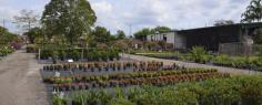 Nu Turf of Pompano Beach - Landscape Nursery, Plant, Tree & Garden Center