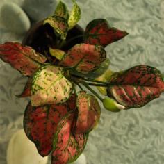 Aglaonema Pink Plant- Surya Nursery