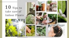 Taking care of indoor plants can be a challenging task for everyone and Surya Nursery is here to help you with some much-needed tips #indoorplants #suryanursery #gardening #fertilizer #plantcaretips #homedecor

