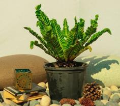 Buy Cobra Fern Plant Online - Surya Nursery