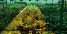 Buy Plant Online- Surya Nursery Chandigarh 
Call : 8695700000 #plants #nursery #suryanursery