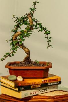 Buy Chinese Elm Bonsai Plant online - Surya Nursery