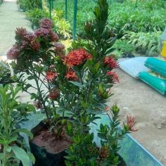 #flowers #decor #plants #indoorplants #outdoorplants #suryanursery