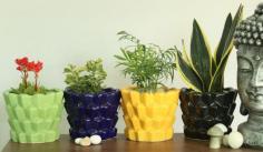 Buy online colorful ceramic flower pots in #Chandigarh at best price from Surya Nursery. Shop now!  #CeramicPots #FlowerPots #PlantNursery #SuryaNursery 
