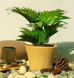 China palm or Fountain palm Plant