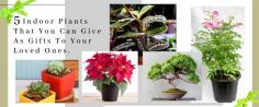 Surya Nursery, the best plant nursery in Chandigarh has a collection of the best plants that you can get for yourself or gift to your loved ones.  #IndoorPlants #Gift #PlantNursery #SuryaNursery #Gardening #HomeDecor