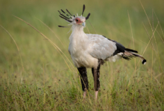 Searching for a reliable and experienced local tour operator for Ethiopia bird watching tours? View more: https://sustainablebirding.com/project/ethiopia-birding-tours/