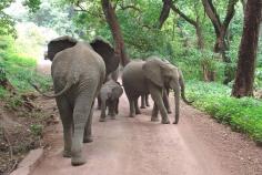 Book your Ngorongoro Crater Day Trip and enjoy it to the fullest. Along with other things, a walk along the Ngorongoro Crater rim accompanied by an armed ranger takes visitors on a path created by livestock, pass moss covered trees and Masai bomas, offering breath-taking views of the crater below. 
https://www.obmetsafaris.co.tz/safaris/ngorongoro-conservation-area-authority