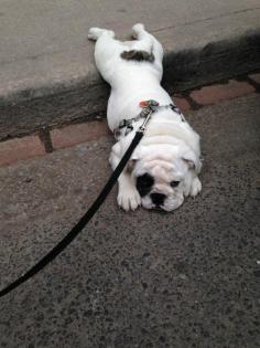 “I seem to have melted.” | 16 Dogs Who Are Totally Over This Whole Walking Thing. Too funny!