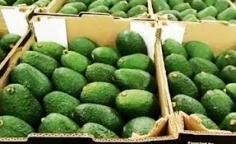 How to Shop for Avocado: 

Wondering where and how to shop for avocado? Contact Duclos Farms. We offer the best quality avocados in California that too at a value that is totally sensible. Our characteristic consideration of the soil makes our avocados one of a kind in nourishing substance. We follow natural developing practices; no manufactured pesticides and no engineered manures. Get in touch with us today! To know more about us please visit at: https://californialovecadosdirect.com/shop/
