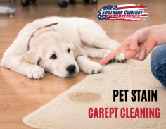 Get Rid  of Pet Tint with Our Services


If you need professional assistance for your pet urine stain and odor remover needs. Our team of carpet cleaning experts will remove all your vet accidents. Send us an email at southerncomfort3411@gmail.com for more details.
