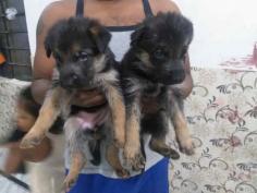 German Shepherd Puppies for Sale: Price in Jaipur | Mr n Mrs Pet