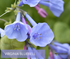 Virginia Bluebell is Beautiful When it is in Full Bloom and Adds Colorful Drama to your Garden or Landscaping. Each blossom on this unique flower has approximately five petals, has a bell shape, and is a lovely sky blue color.

Shop at: https://www.tennesseewholesalenursery.com/wholesale-virginia-bluebell-for-sale/