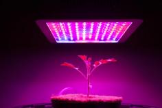 Muizlux is a MANUFACTURER which specialized in OEM & ODM Grow Lights solution, Hydroponic & Floriculture & Horticulture lighting solution, with high-quality service and competitive price. For details go to: https://www.muizlux.net/
