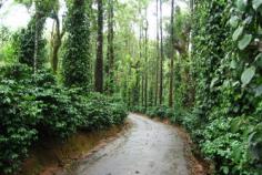 There are plenty of resorts in Coorg to delight you. The Windflower is one of the best resorts in Coorg for family and couples. The resort is very peaceful with 44 rooms spread over 25 acres of lush coffee plantation estate.