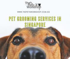 Pet grooming services in Singapore offer your pets a wide range of services. One crucial service pet groomers offer is cleaning your pet's ears. Some of the dog breeds are more sensitive to infections. Dogs' ears are very difficult to clean without professional experience. Pet groomers help inspect and clean your dog's ears; if you don't clean your dog's ears regularly, your dog is more vulnerable to infection. Patience and some grooming experience are required for pet maintenance. Learn more about The pets workshop near Tampines, they are professional groomers who provide the #1 service for your pets.