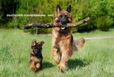 Schutzdienst - Schäferhunde


Beim Schutzdienst wird der Hund darauf konditioniert, in die Schutzhülle eines gestellten Opfers zu beißen. Der Helfer (das gestellte Opfer) trägt zur

Visit here:- https://deutscherschaeferhund.org/schutzdienst/