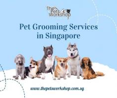 How do I choose the right pet grooming services in Singapore? When you have so many online advertisements listed for grooming services as a pet owner, you might be confused about choosing the best pet grooming service provider. It becomes essential to groom them at regular intervals when you have pets to keep them healthy and happy. However, the grooming services should not be a nightmare for your pets and it is essential to choose the best pet grooming service provider who provides outstanding services. Treating your pet with care is essential in pet grooming. At Pets workshop near Tampines, we have award-winning, certified groomers who are also pet lovers. You can visit our shop to learn more about us and the environment. Book an appointment now with us for your pet grooming services and know the difference by yourself.