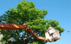To enhance the health of your tree it’s essential to ensure trimming is done correctly. Medford Tree Service is the best options for you. Our tree trimmers Medford Oregon are here to ease your tree trimming concerns. We’re a reliable tree trimming company with over 10 years of experience. For more information visit our website.  