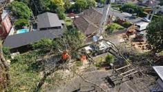 Tree Removal Auckland

When it comes to Tree Removal Auckland, there are a few things you need to know before hiring a tree surgeon. The first step in any tree removal project is to assess the situation. Once this information is known, a plan can be put in place for removal. There are a few different types of tree removal procedures that can be used depending on the type of tree and the surrounding environment. The most common methods are: This is used to remove branches and leaves from large trees near the ground.

Tree Pruning Auckland is an important part  of keeping it healthy. Not all pruning is done the same way, so you need to find the right approach for your tree. Timing is key when it comes to pruning a tree. You don't want to prune too early in the season, when the tree is still growing new branches, or too late in the season when the tree is dormant and not producing new growth. The best time to prune a tree depends on its age, size, and type of tree. When it comes to pruning a tree, there are a few different tools that can be used.

For More Info:-https://rentry.co/Treeremoval

https://www.specimentreecare.co.nz/

