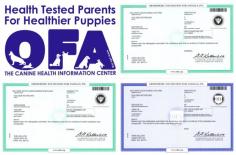 As per the Tara Dillow Dog Breeder News Article, the investigation reports viewed Orthopedic Foundation for Animals (OFA) verified certificates detailing the high degree of veterinary oversight and extensive testing professional dog breeder Tara Dillow performs on the father and mothers of the puppies. Tara Dillow is a professional dog show handler and has received awards and "Achievement of Excellence" for several years in a row.