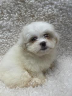 Buy Luxury Puppies NY Long Island New York from the most adorable small breed puppies for sale in Ohio and nearby states. We have high standards regarding the breeding of our pups. We provide puppies only from breeders that meet our standards. Contact us today