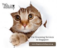 Cat Grooming Singapore and Cat Spa in Singapore services by The Pets Workshop offer a variety of services to keep your cat looking and feeling its best. Our experienced groomers will work with you to choose the right grooming package for your cat, based on its coat type, age, and individual needs. We offer both short and long-hair grooming, as well as special packages for kittens. In addition to our regular grooming services, we also offer Cat Spa packages that include a variety of luxury treatments such as massage, aromatherapy, and pawdicures. Our Cat Spa packages are the perfect way to pamper your feline friend and show them how much you care. Contact us today to book an appointment.
