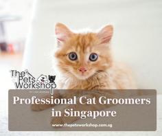 When it comes to keeping your cat looking and feeling its best, you have two main options: cat spa or cat grooming. So, what's the difference?

Cat spa Singapore is typically more focused on providing a relaxing experience for your kitty. This can include features such as Cat Massage, Cat Facials, Cat Aromatherapy, and Cat Yoga. In addition, cat spas often have a  larger variety of services and amenities than groomers.

On the other hand, cat groomers are primarily concerned with giving your cat a thorough cleaning. This can include baths, haircuts, nail trims, and ear cleaning. Groomers may also offer additional services such as teeth brushing and anal gland expressing. However, they typically don't offer the same range of amenities as cat spas.

So, which option is right for your feline friend? If you're looking for a complete pampering experience, a cat spa is a way to go. However, if you just need basic cleaning and grooming, a cat grooming Singapore professional will be able to take care of that for you.