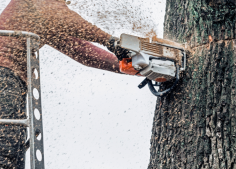 We have many years of experience in trimming trees in and around Medford. Many homeowners choose our tree trimming Medford OR services because we not only respond to calls quickly but we also come equipped with the latest tools and technology that gets the job done. No matter the height of your tree, trust our tree trimmers Medford Oregon team to come equipped with high tech cranes, trucks and ropes required to do the job perfectly. No matter the size of your tree service job, you can rely on our team of experts to take care of it. Call us now 