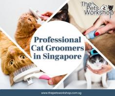 If you’re like most cat parents, you probably dread the Cat grooming Singapore process. Your cat scratches, hisses, and generally makes a big fuss every time you try to brush him. However, Cat grooming Singapore is important for your cat’s health and wellbeing. In addition to keeping his fur clean and free of tangles, regular brushing can also help to reduce shedding. While it may take some time and patience to get your cat used to being groomed, the effort will be well worth it in the end. Here are a few professional Cat grooming Singapore tips to help make the process easier:

Start by brushing your cat outdoors or in a room with plenty of ventilation. This will help to reduce the amount of hair that ends up in your home.

Use a quality brush or comb designed specifically for cats. These brushes are usually more comfortable for your cat and do a better job of removing loose hair.

Be gentle. Avoid pulling or tugging at your cat’s fur, as this can be painful and cause him to resent the grooming process even more.

If your cat starts to get stressed, take a break and try again another day. Cat grooming Singapore should be a positive experience for both you and your feline friend. With these professional tips, you’ll be on your way to making that happen.

check over here : https://www.thepetsworkshop.com.sg/