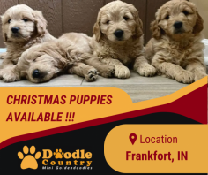 Goldendoodle Puppies Available for Christmas


We have four little boys ready to go home before Christmas, or our team can hold a little longer if you will be traveling! These are Jaci and Jax’s boys, 1 and 5,  Harper and Jax’s boys, 3 and 2. If you have any questions about our puppies, send us an email at angie@doodlecountryminis.com for more details.