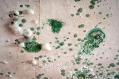 The presence of mold in your home poses a significant risk to the health and safety of your loved ones. We offer reliable home mold removal, remediation, and restoration services. Like water damage, mold damage is pervasive and progressive. Apart from residential areas, we also offer mold removal Raleigh, NC, for commercial properties, such as offices. 