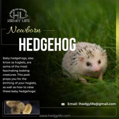 Hedgehogs are born blind and deaf. Hedgehogs are one of the most popular pets in the world. They’re small, independent, and low-maintenance, which makes them ideal for people who don’t have a lot of time or space for a pet. But like all animals, hedgehogs have a lifecycle that must be understood before taking one home. If you want to properly take care of newborn hedgehog visit our site.  For more info visit here: https://www.hedgylife.com/hedgehog-breeding/baby-hedgehogs/