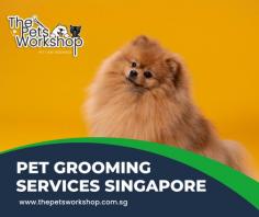 Pet Grooming service Singapore is a great way to show your pet how much you care. Pet Grooming service Singapore not only keeps your companion looking and feeling better, but it also helps to keep their coat and skin in good condition. It can help with matted fur prevention, skin irritation relief and overall hygiene improvement — all of which are important for the health and well-being of your pet. Pet Groomer Singapore have trained extensively in the art of trimming, brushing and styling a variety of animals’ coats for both beauty and hygienic purposes.Pet Grooming service Singapore from the pets workshop is dedicated to providing high quality pet grooming services with ultimate care, so you can rest assured that your pet is in good hands!

Bonuses : https://www.thepetsworkshop.com.sg/