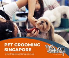 The Pets Workshop, Pet Grooming services Singapore is the best place for pet owners to maintain their furry friends’ beauty and health. Pet owners can benefit from professional grooming services in many ways, the most important being that the pet groomers Singapore knows how to clip nails properly, handle matting, and adequately bathe your pet. Pet owners will also gain peace of mind knowing that the groomers have been trained to safely and securely handle pets while they are at the groomers. The pet groomer Singapore can recommend proper nutrition and provide advice on a variety of topics such as behavior modification and common doggie diseases. Taking your pup to Pet Grooming Singapore services by The Pets Workshop ensures that he or she looks great and stays healthy, which will ensure more years of enjoyment together!

