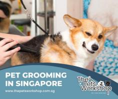 Pet grooming can be a difficult task that requires patience, skill and experience to ensure it is done properly. If you are considering hiring a professional Pet Grooming Singapore service, it can be an excellent way to give your pet a special spa experience. Moreover, professional groomers understand the required processes and techniques in providing top-notch grooming and spa services for your pet’s health and wellbeing. They can often also provide specific advice or tips on things such as routine coat care, skin care or how to prevent infection. Hiring a professional Pet Grooming Singapore service may be the perfect gift for your pet, providing them with the utmost comfort, relaxation and pampering — all in the safety of their own home!

Source : https://www.thepetsworkshop.com.sg/