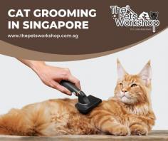 Cat Grooming Singapore is a critical part of pet ownership. Cat owners in Singapore understand the importance of their cats looking and feeling their best, so finding a reputable Cat Grooming Singapore service provider is key. Cat grooming Singapore packages from experienced professionals often include everything from bathing, brushing and nail clipping to body trimming, ear cleaning, and even flea treatment. A skilled Cat Grooming Singapore service provider will also be sure to assure safety and comfort while they groom your furry friend; making sure the process is stress-free for both you and your cat. Cat grooming Singapore not only keep cats looking their best, but also feeling healthy and well taken care of — an essential part of any responsible pet ownership.

Source : https://www.thepetsworkshop.com.sg