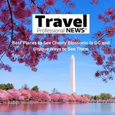 Best Places to see Cherry Blossoms in DC and Unique ways to see them