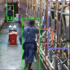 Our software taps into a dairy’s existing security camera, captures video from a milking shift and uploads it for processing on the company’s secure servers. The company’s video analytics algorithms can spot deviations from what a producer would expect to see in a milking parlor operating at 100 percent efficiency.