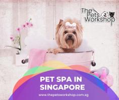 Pet Spa Singapore offers a wide array of services to ensure the contentment and health of your pet. From expert grooming services, such as haircuts and styling, to medical care including flea treatments and vaccinations, Pet Spa Singapore helps keep your furry friend in tip-top shape. They offer affordable prices on food, toys, and supplies for dogs, cats, and small animals that are sure to bring a smile to your pet’s face. Additionally, they provide pampering spa packages with relaxing massages, hot oil treatments, mud baths and paw pedicures. After every visit at Pet Spa Singapore your pet will leave feeling happy and refreshed!

Check this site : https://www.thepetsworkshop.com.sg/