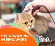 Pet Grooming Singapore is the process of maintaining a pet’s hygiene, appearance, and overall health. It involves cleaning, brushing, trimming, and styling a pet’s fur and skin. Pet Grooming Singapore can also involve other activities such as bathing, clipping nails, cleaning ears, and brushing teeth. The frequency and type of grooming depend on the breed, hair length, and health of the pet, but it is usually done every 4–12 weeks. Regular Pet Grooming Singapore can improve a pet’s appearance, reduce the risk of skin problems and parasites, and improve overall health and well-being.

Purpose: Pet Grooming Singapore is the process of cleaning, brushing, and styling a pet’s fur and skin to keep it healthy and attractive.

Tools: Pet Grooming Singapore tools include brushes, combs, scissors, clippers, and shampoos.

Frequency: The frequency of grooming depends on the pet’s breed, hair length, and health, but most pets need to be groomed every 4–12 weeks.

Benefits: Pet Grooming Singapore helps remove loose hair, dirt, and debris, reducing the risk of skin problems, and spreading of parasites.

Safety: Proper Pet Grooming Singapore techniques should be used to avoid injury to the pet, and grooming equipment should be kept clean to prevent the spread of infections.

Professional grooming: Pets can be groomed by professional groomers or owners can learn to groom their pets at home.

Source : https://www.thepetsworkshop.com.sg/