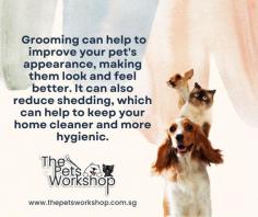 Maintaining Good Hygiene: Regular Pet Grooming Singapore can help to keep your pet clean and healthy, reducing the risk of skin infections, fleas, ticks, and other issues that can arise from poor hygiene.

Detection of Health Issues: During the Pet Grooming Singapore process, a professional groomer can check for any signs of health problems such as skin conditions, lumps, bumps, or other abnormalities. Early detection of these issues can lead to faster treatment and better outcomes.

Improved Appearance: Pet Grooming Singapore can help to improve your pet's appearance, making them look and feel better. It can also reduce shedding, which can help to keep your home cleaner and more hygienic.

Nail Trimming: Regular nail trimming can help to prevent overgrowth, which can lead to discomfort and difficulty walking for your pet.

Stress Reduction: For some pets, Pet Grooming Singapore can be a stressful experience. By taking your pet to a professional groomer, you can ensure that the process is done in a safe and comfortable environment, reducing the stress for both you and your pet.

Overall, Pet Grooming Singapore services can provide a range of benefits that can help to keep your pet healthy, comfortable, and looking their best. By choosing a professional groomer, you can ensure that your pet receives the best possible care and attention, leading to improved outcomes for their health and well-being.

Check this site:  https://www.thepetsworkshop.com.sg/